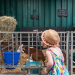 A child looking at a cow in a pen.