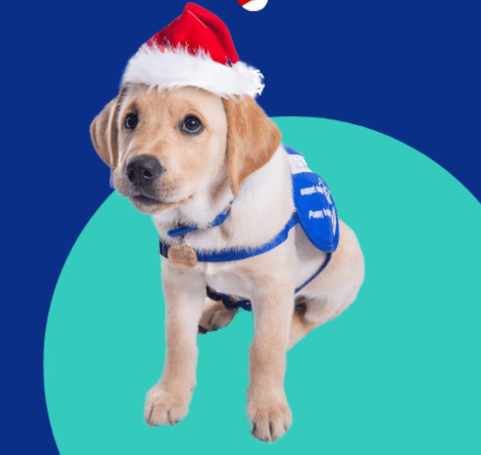 A light brown Labrador puppy wearing a blue assistance dog training vest and a festive red Santa hat sits against a bright blue background with a large teal circle behind it. The puppy is positioned facing forward, with its front paws visible and a small tag hanging from its collar.