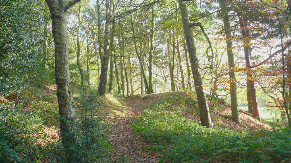 A path through the trees at Wadsley and Loxley Common.