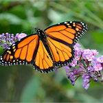 An orange and black butterfly on a flower.