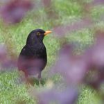 A black bird stood on a area of grass.