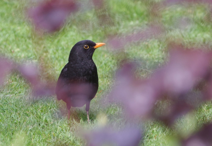 A black bird stood on a area of grass.