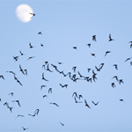 A swarm of bats flying against a pale blue sky and a full moon.