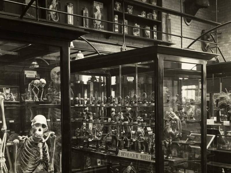 An old black and white image of The Alfred Denny Museum Of Zoology.