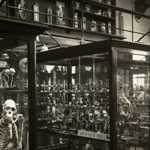 An old black and white image of The Alfred Denny Museum Of Zoology.