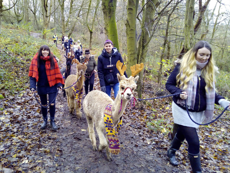 A group of people out walking with Alpacas.