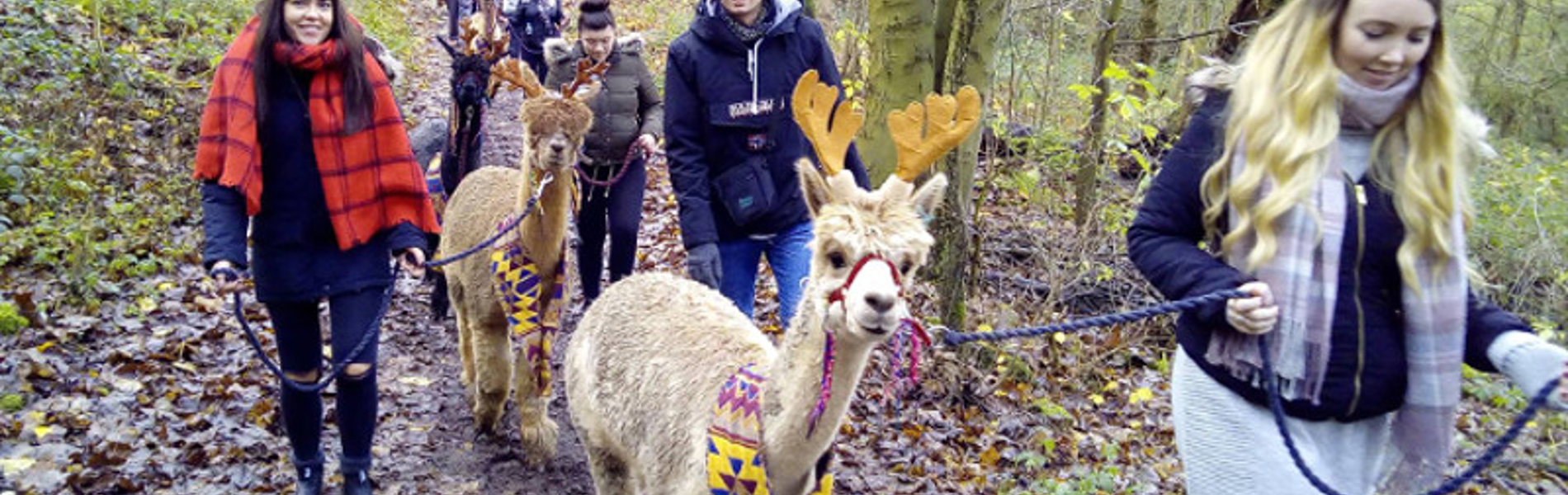 A group of people out walking with Alpacas.