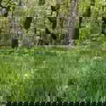 Tall green grass growing on the forest floor, surrounded by leafy trees and dappled sunlight in a springtime woodland.