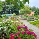 The Hillsborough Park Walled Garden in full bloom.