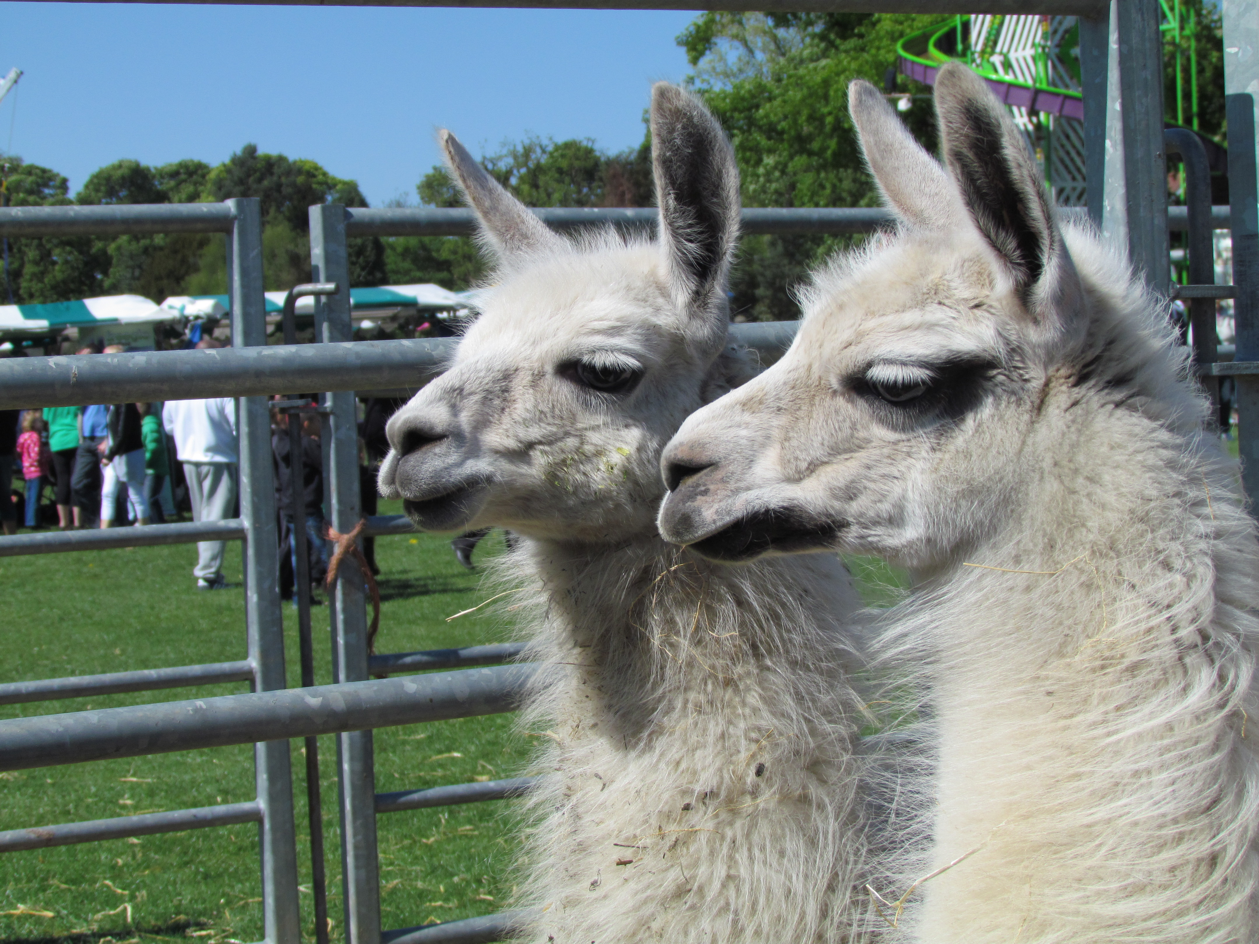 Two white alpacas stare off into the distance, standing in a pen on a sunny day. 