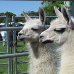 Two white alpacas stare off into the distance, standing in a pen on a sunny day. 