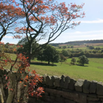 Expansive countryside view featuring meadows, scattered trees, and clear skies.