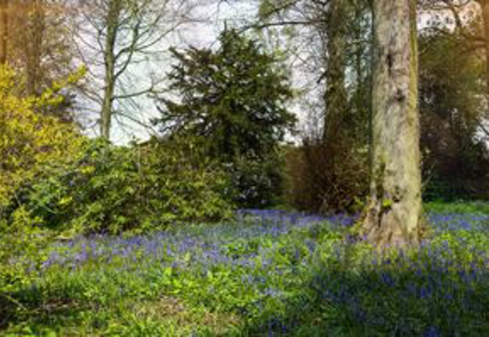 A serene woodland scene shows a patch of vibrant blue wildflowers carpeting the forest floor beneath tall trees. Sunlight filters softly through the branches, casting warm golden glows at the edges of the image. Dense greenery, shrubs, and mossy ground surround a large tree trunk in the foreground, creating a peaceful, natural landscape.