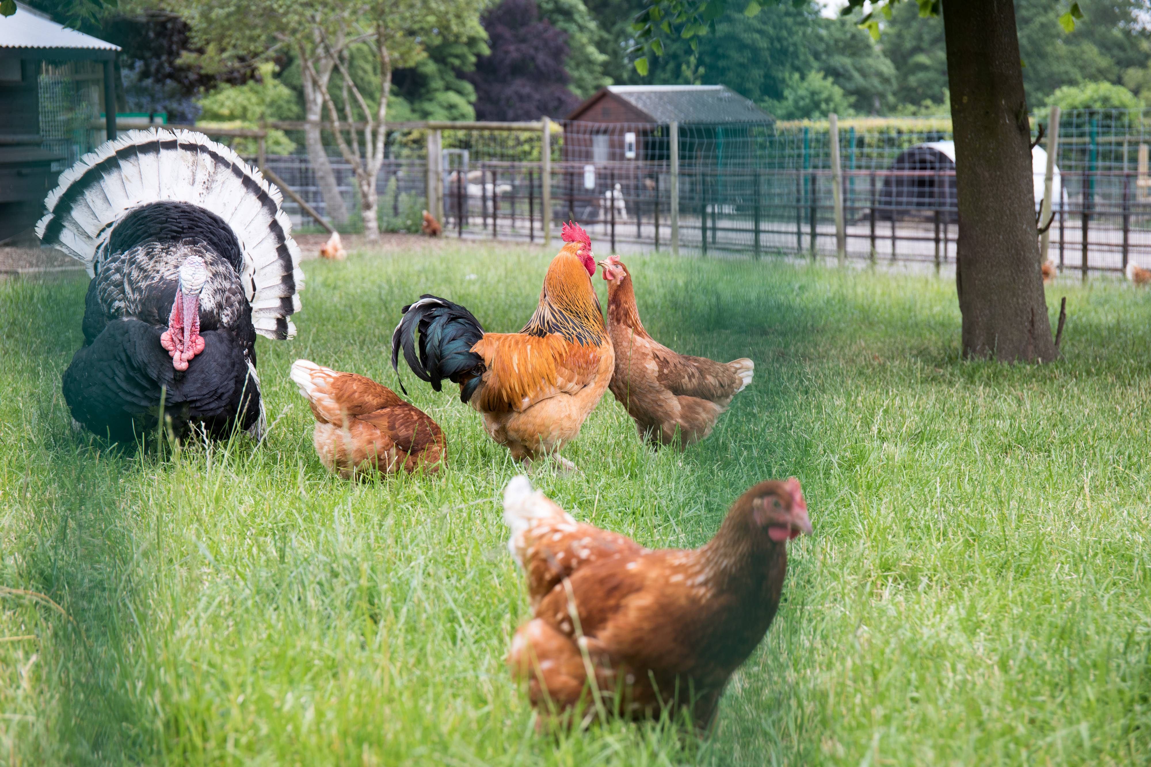 Chickens and a turkey in the animal farm at Graves Park.
