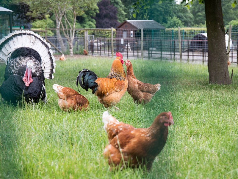 Chickens and a turkey in the animal farm at Graves Park.