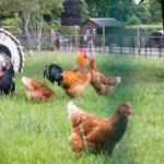 Chickens and a turkey in the animal farm at Graves Park.