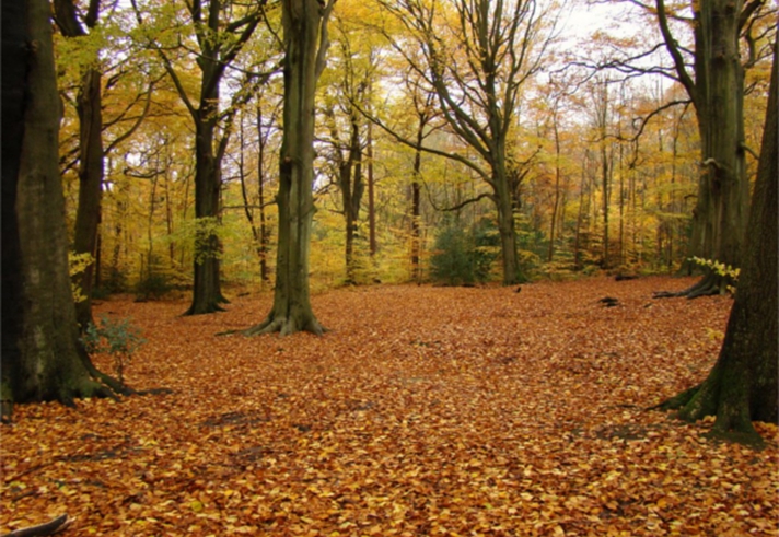 Ecclesall Woods in the autumn, with the ground covered in brown leaves.