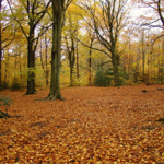 Ecclesall Woods in the autumn, with the ground covered in brown leaves.