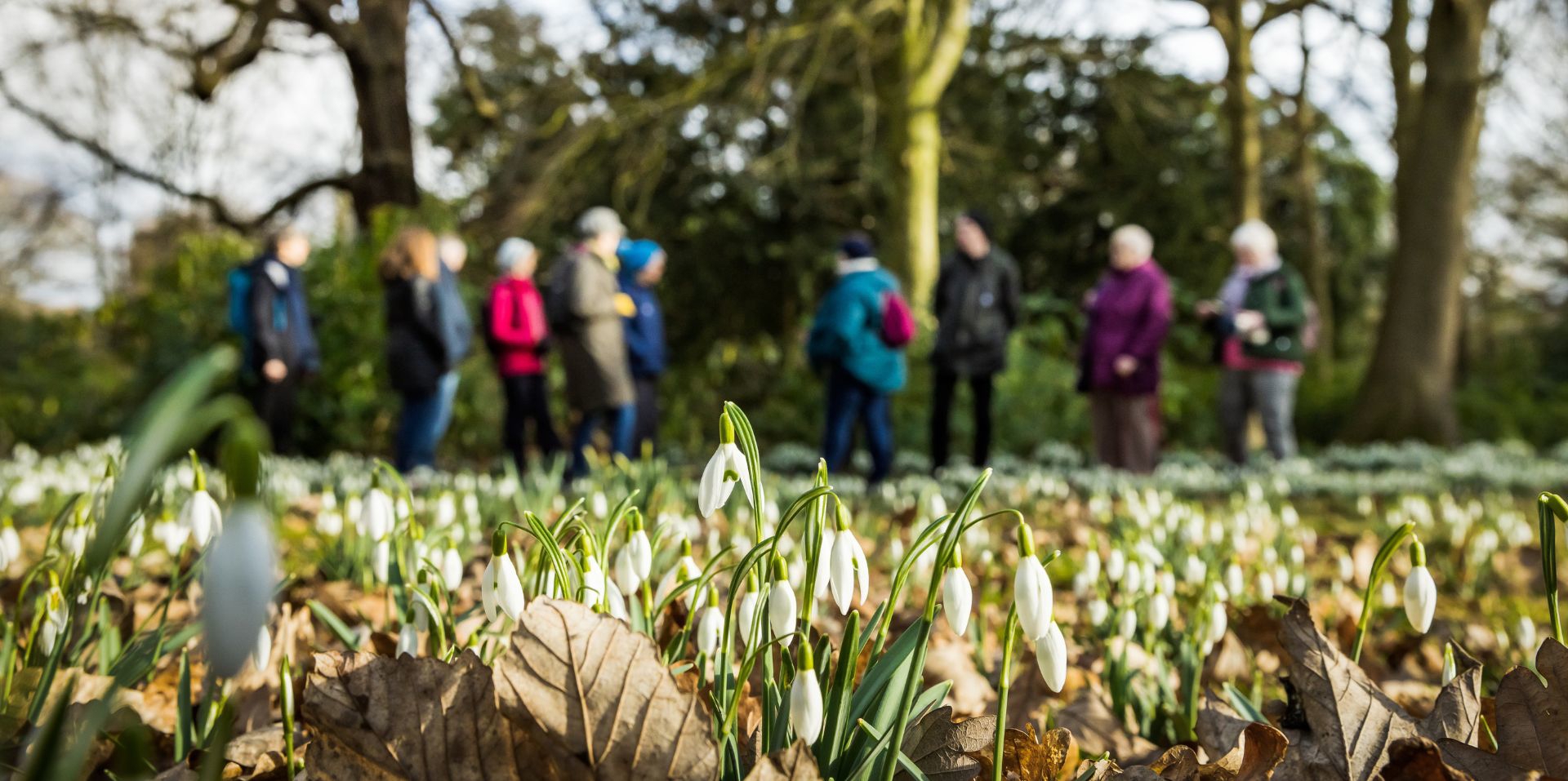 White snowdrops bloom across a woodland floor covered in fallen leaves, with a group of people standing blurred in the background among tall trees. The focus is on the delicate flowers in the foreground, creating a soft contrast between the sharp details of the snowdrops and the out-of-focus figures behind them.