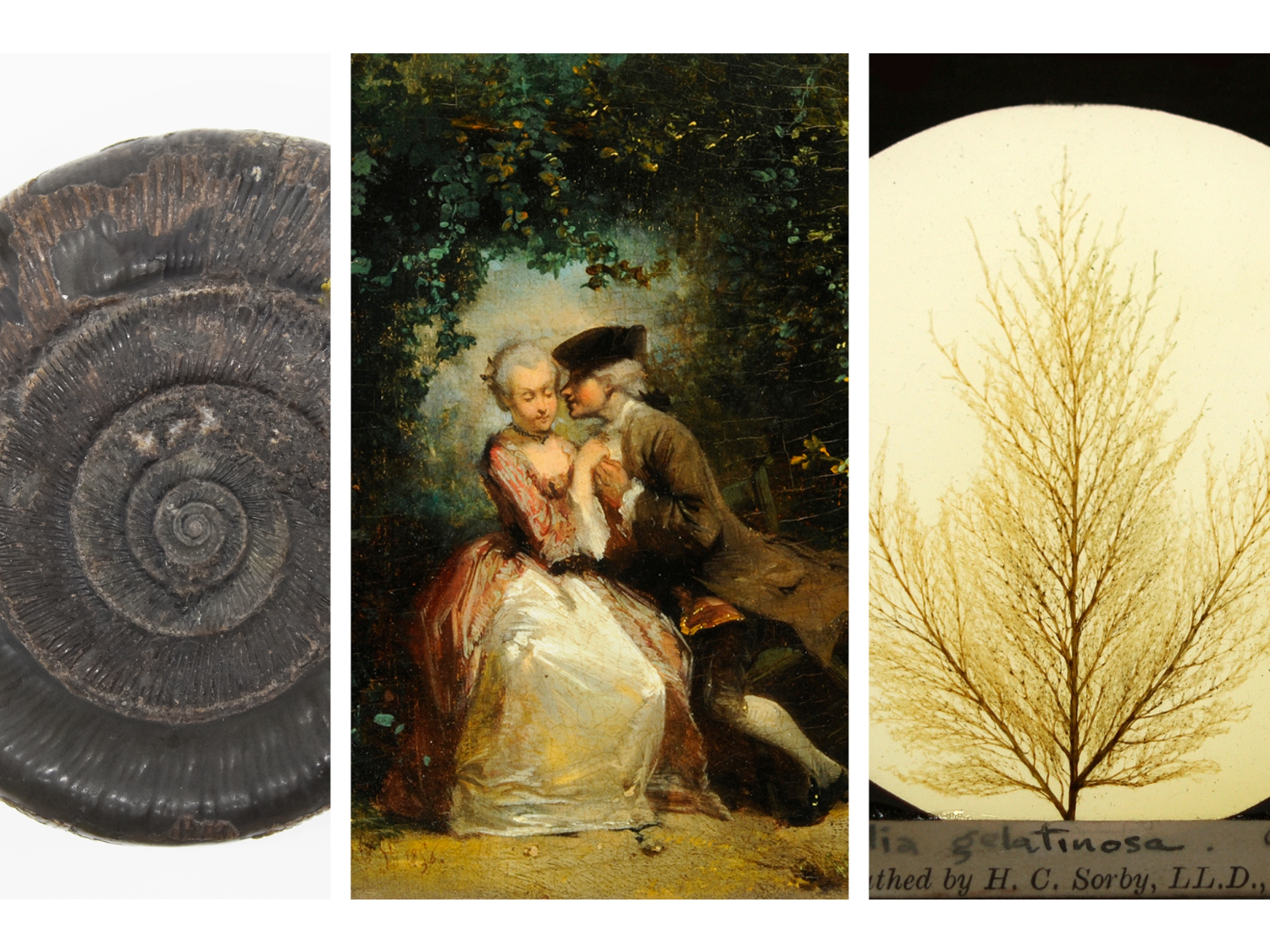 A composite image showing three items: on the left, a dark fossil with a spiral shell pattern; in the center, a classic painting of two people seated outdoors in historical attire, surrounded by greenery; on the right, a delicate tree-like structure displayed against a light circular background with handwritten text partially visible at the bottom.