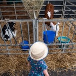 A child looking at two calves in pens.