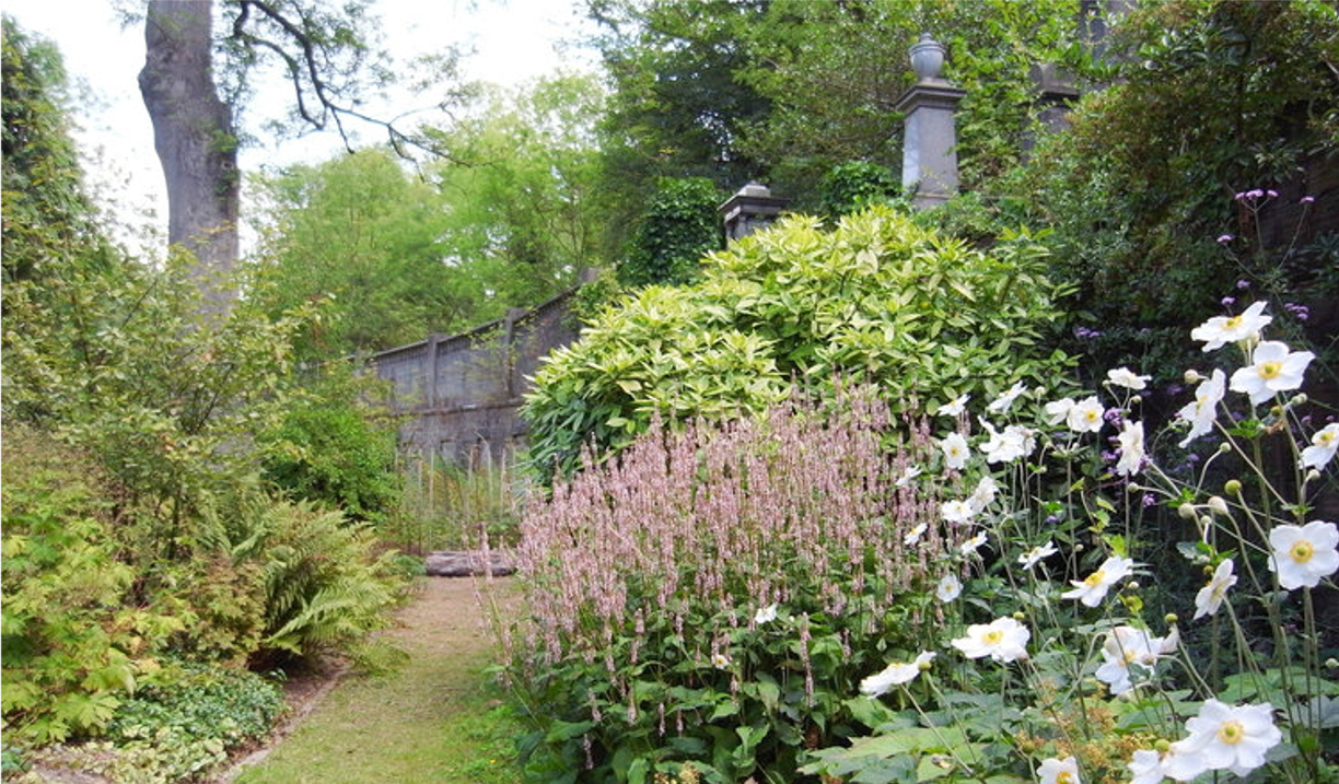 Flowers growing at the Sheffield General Cemetery