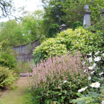 Flowers growing at the Sheffield General Cemetery