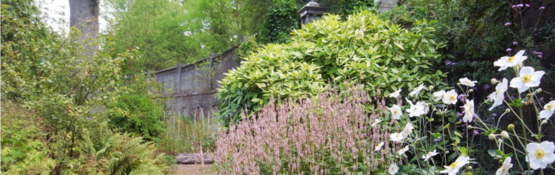 Flowers growing at the Sheffield General Cemetery