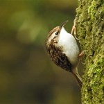 A bird is perched on the side of a tree in a wood.