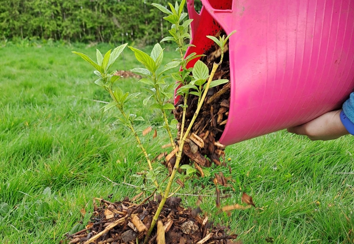 A close up of a person putting wood chips around a sapling.