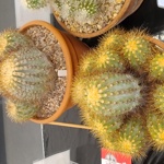 Three cacti on display in earthenware pots.