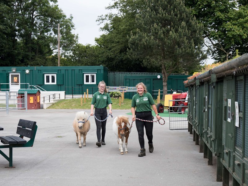 Two members of staff from the animal farm are are leading two Shetland ponies along.