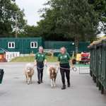 Two members of staff from the animal farm are are leading two Shetland ponies along.