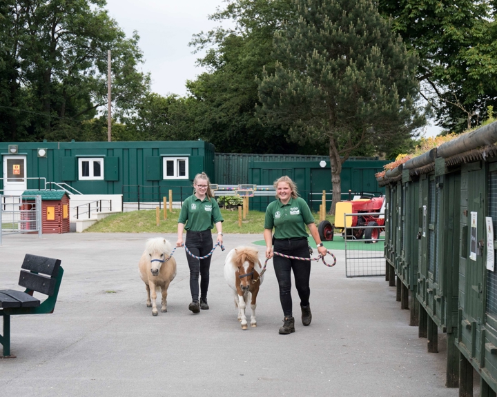 Two members of staff from the animal farm are are leading two Shetland ponies along.
