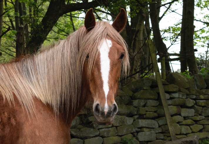 A brown horse stood next to an old, mossy stone wall.