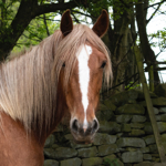 A brown horse stood next to an old, mossy stone wall.