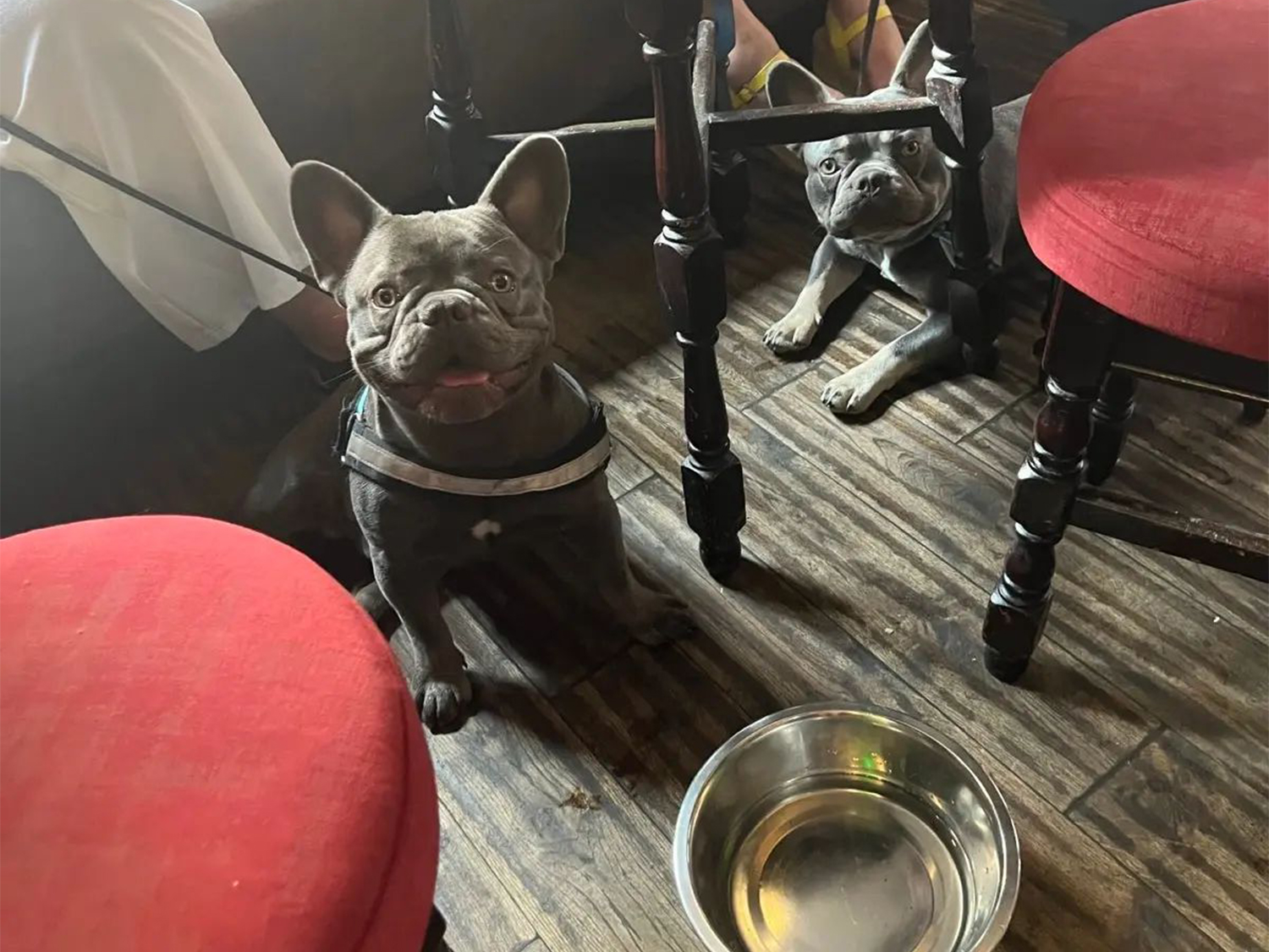 Well behaved dogs are always welcome at the Dog & Partridge pub.