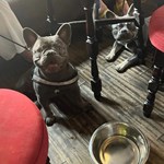 Well behaved dogs are always welcome at the Dog & Partridge pub.