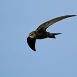 A common Swift in flight - © Dennis Jacobsen / Envato Elements