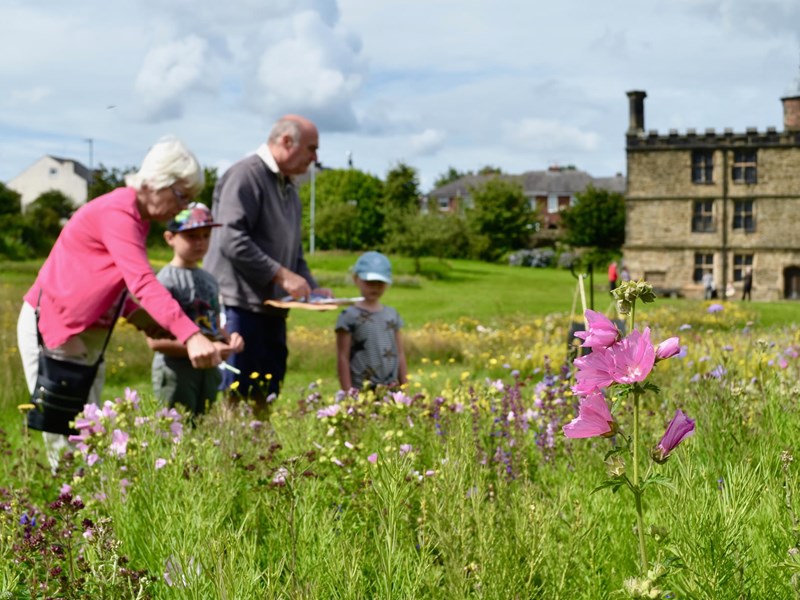 A family looking for insects in the wild flower meadow at Sheffield Manor Lodge.