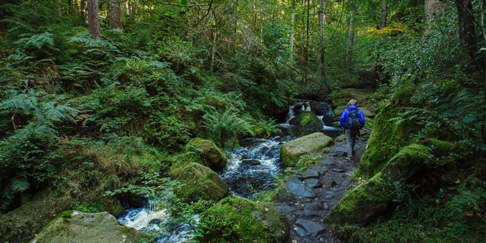 A person wearing a blue backpack walks along a rocky path beside a small stream in a dense forest. The scene features moss-covered stones, flowing water, and lush green ferns and trees under natural daylight.
