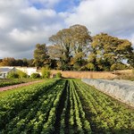 Rows of ccrops at Heeley City Farm.