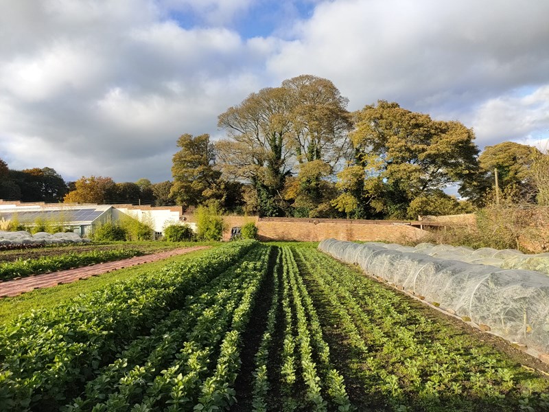 Rows of ccrops at Heeley City Farm.