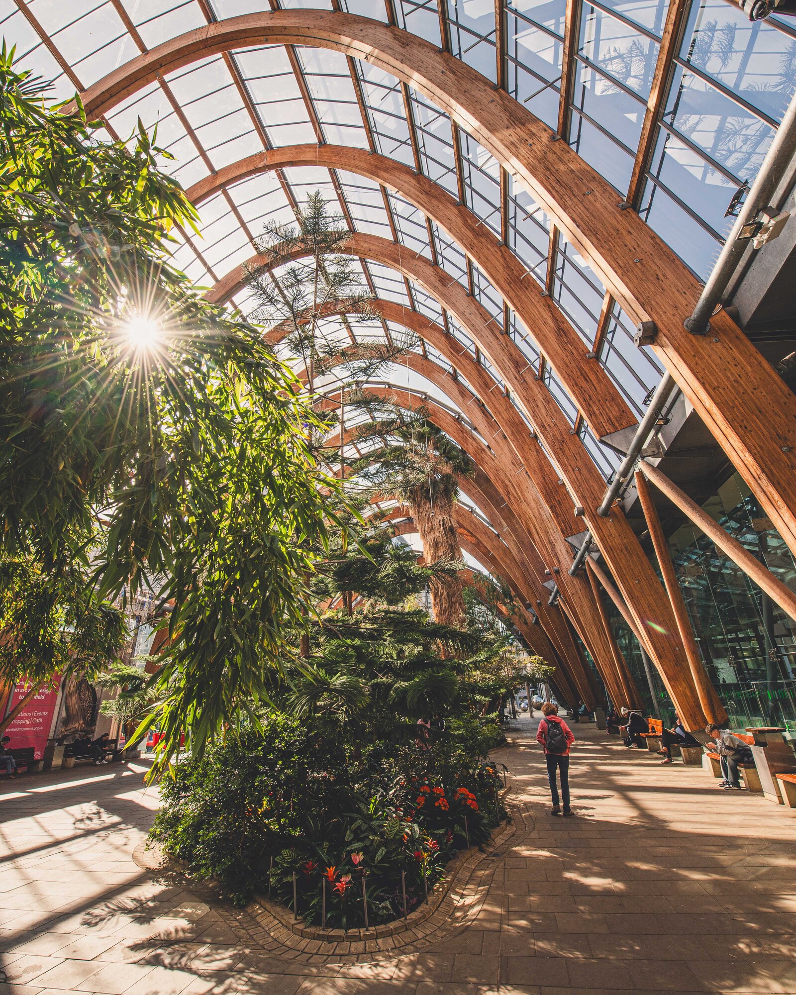  Sunlit interior of Sheffield Winter Garden featuring dense planting, wooden arches and a central planted bed along the walkway.