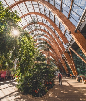  Sunlit interior of Sheffield Winter Garden featuring dense planting, wooden arches and a central planted bed along the walkway.