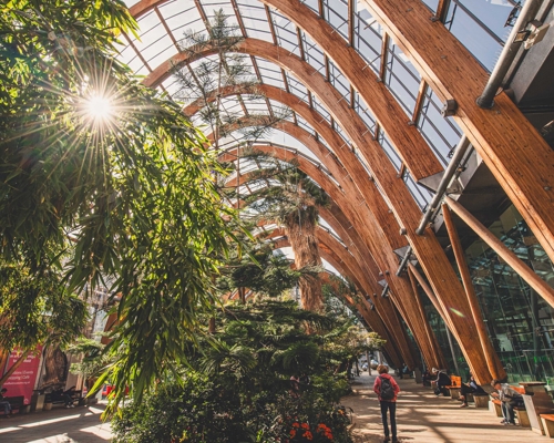  Sunlit interior of Sheffield Winter Garden featuring dense planting, wooden arches and a central planted bed along the walkway.