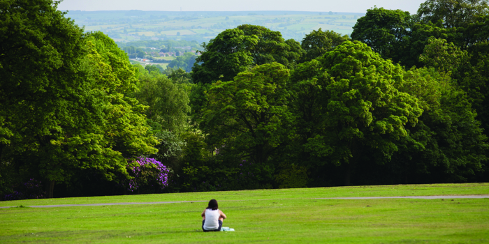 An open grass area surrounded by trees at Graves Park.