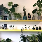 Two wall shelves stocked with house plants and cacti.