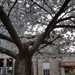 Halifax Hall Hotel - Blossom on the Trees