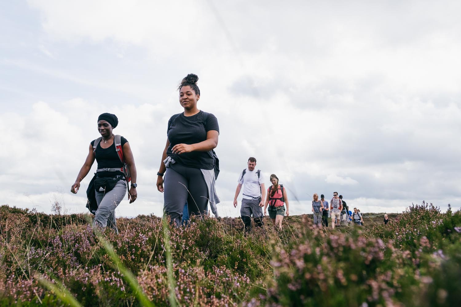 A group of walkers are strolling through heather, at an event that is part of The Sheffield Walking Festival.